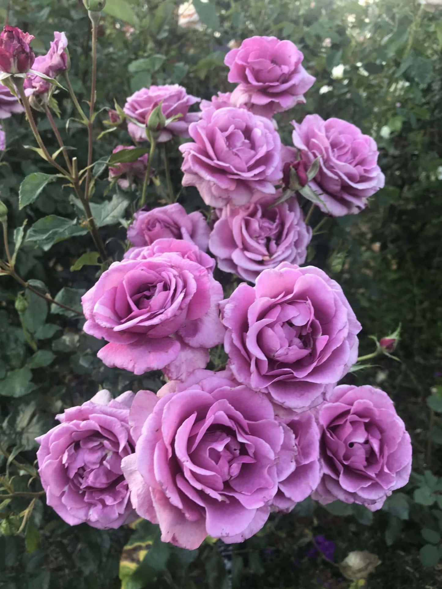 Rose Shocking Blue 4ft Standards (PICK UP ONLY)