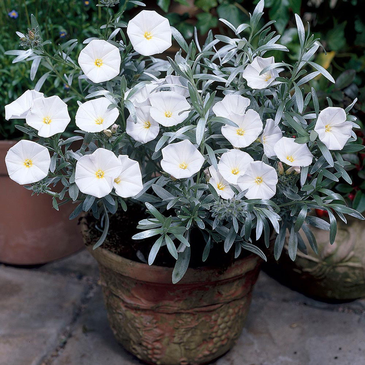 Silverbush (Convolvulus cneorum)