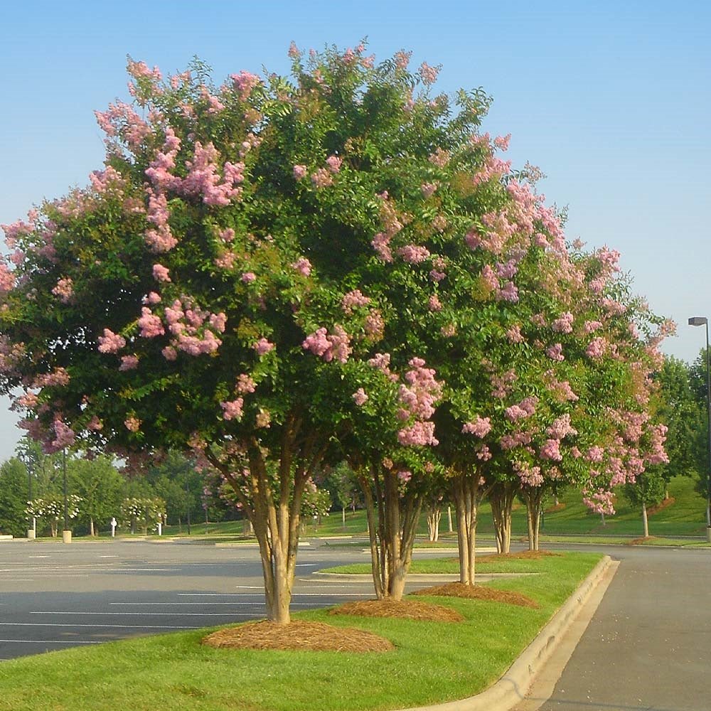 Crepe Myrtle Sioux (Lagerstroemia) - Ladybird Nursery