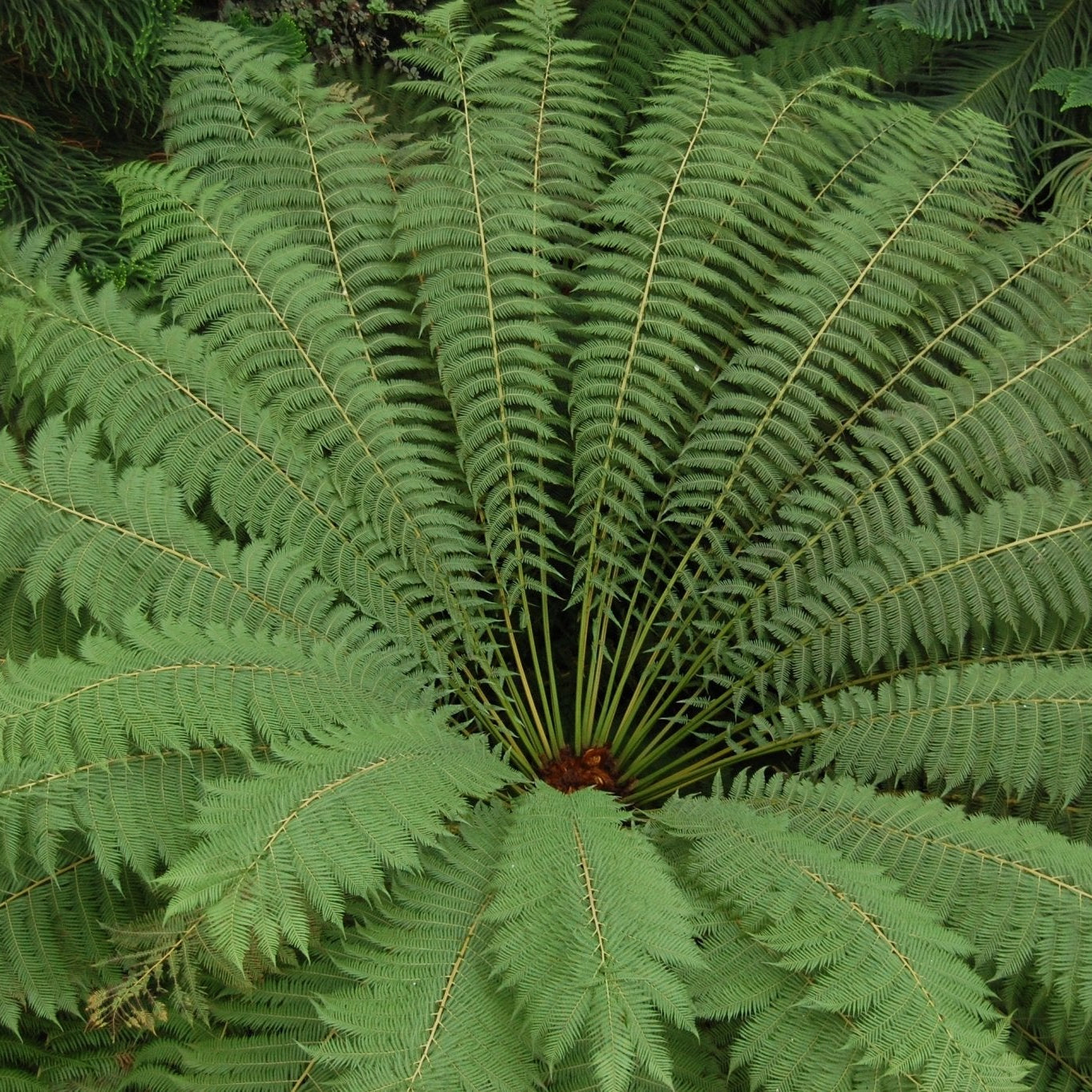 Soft Tree Fern (Dicksonia antarctica) - Ladybird Nursery