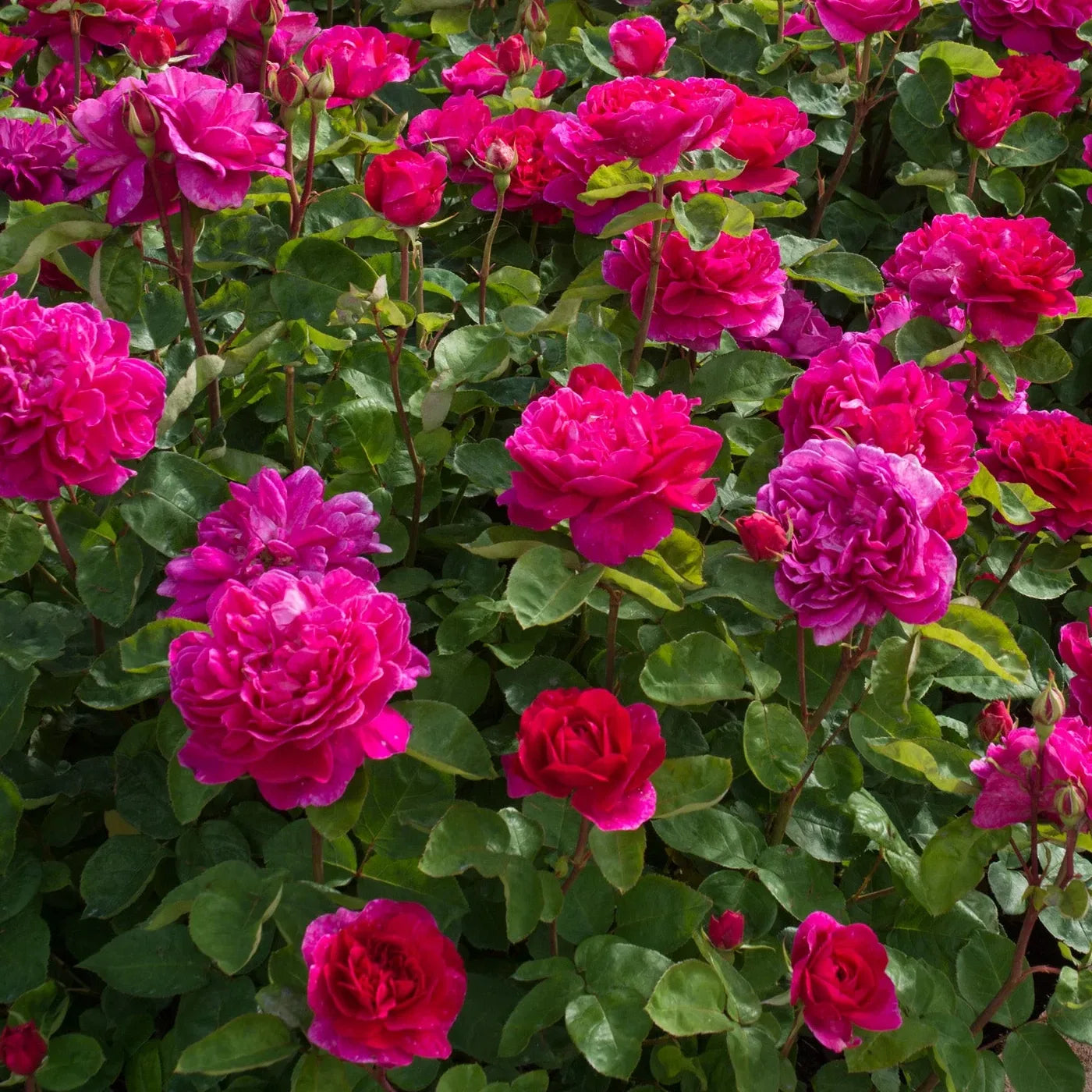 Rose 'Sophy's Rose' (David Austin)