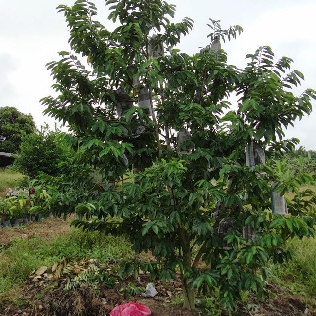 Soursop Giant - Ladybird Nursery