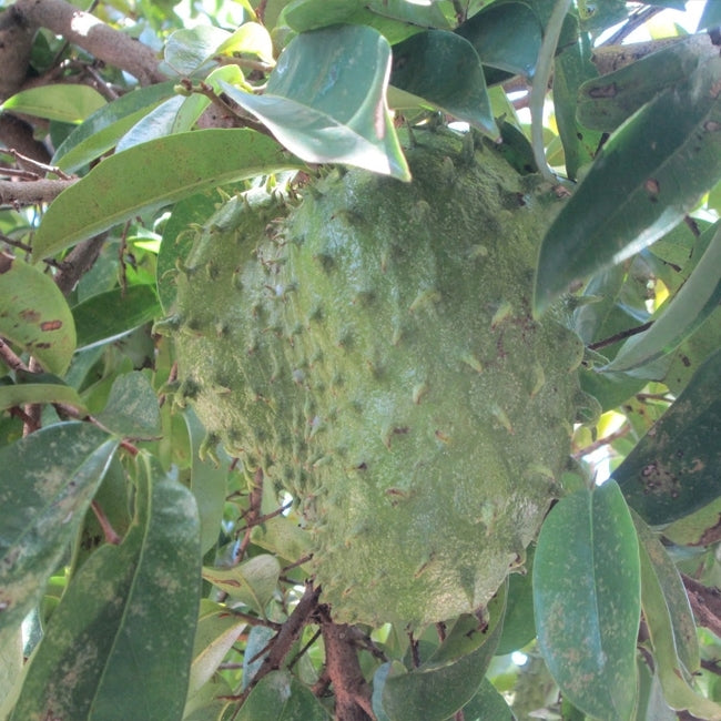 Soursop Giant