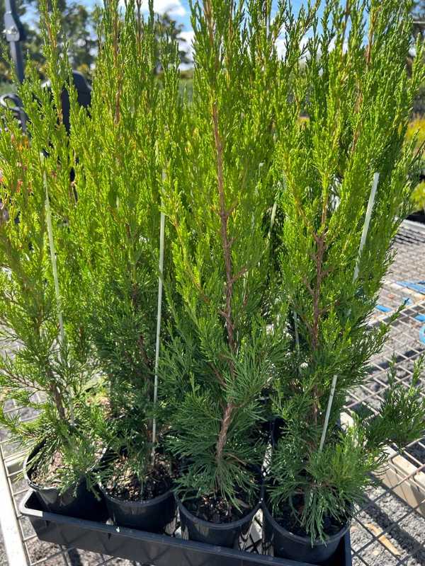 Spartan Conifer (Juniperus chinensis ‘Spartan’) - Ladybird Nursery