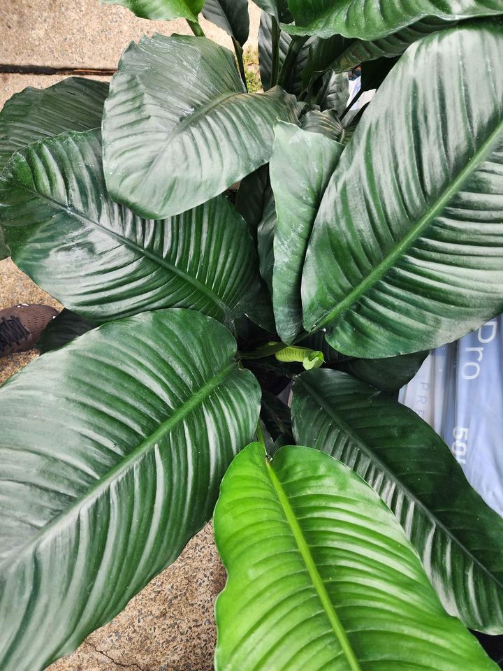 Spathyphyllum Blue Moon - Ladybird Nursery