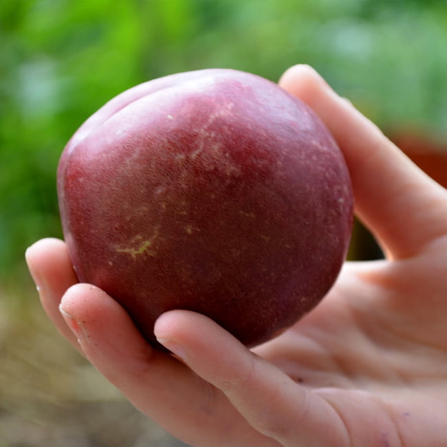 Spicezee Nectarine x Plum