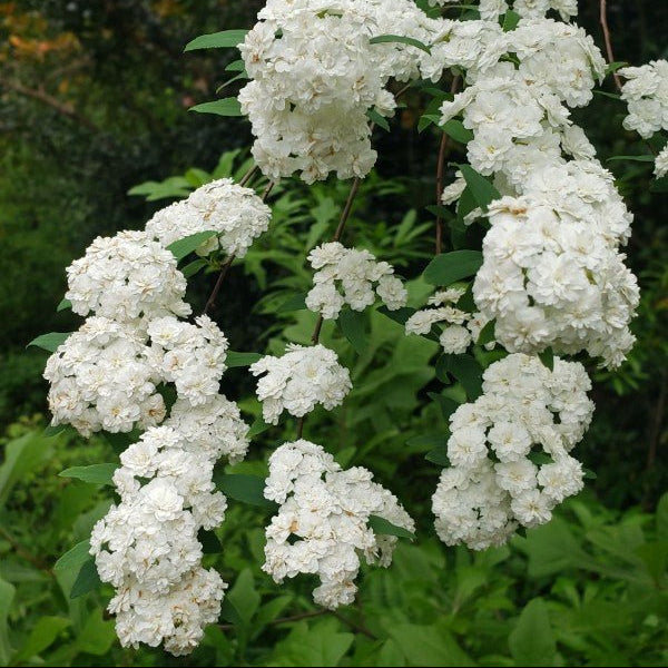Spirea Single White May (Spiraea) - Ladybird Nursery