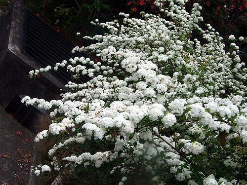 Spirea Double White May (Spiraea) - Ladybird Nursery