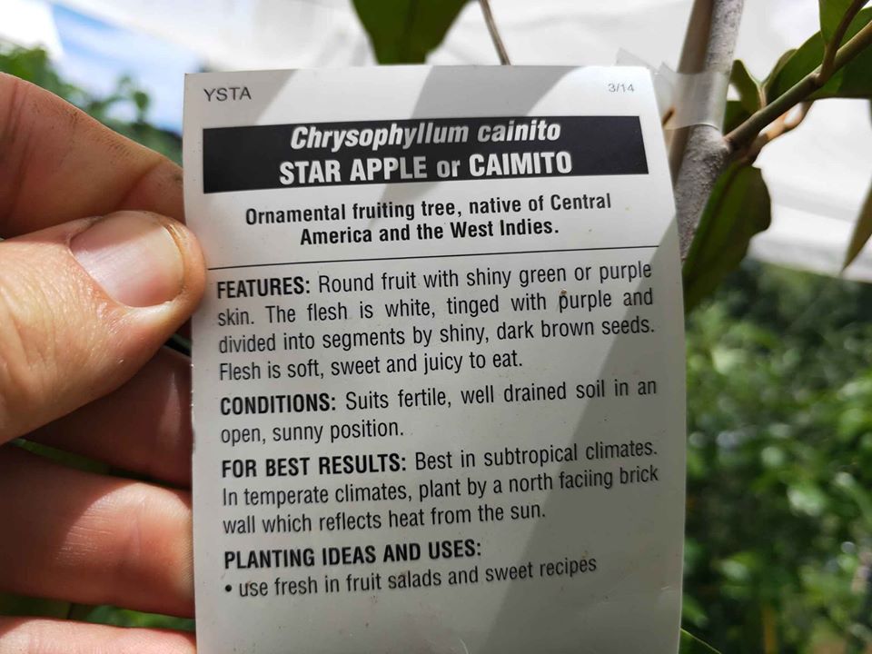 Haitian Star Apple - Ladybird Nursery