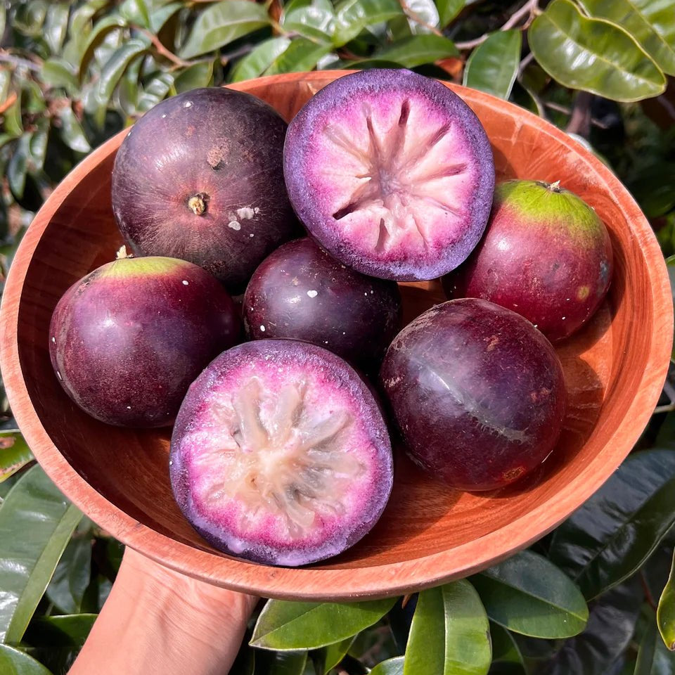 Star Apple ‘Tear Drop’ - Ladybird Nursery