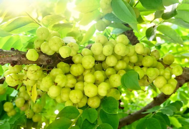 Star Gooseberry - Ladybird Nursery