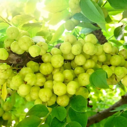 Star Gooseberry - Ladybird Nursery