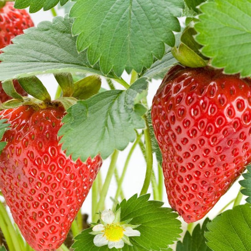 Strawberry 'Delliz' - Ladybird Nursery