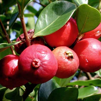Guava 'Red Cherry' (Strawberry) - Ladybird Nursery