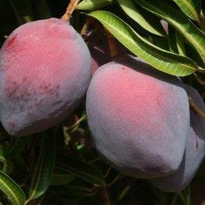 Dwarf Strawberry Mango (Sensation) - Ladybird Nursery