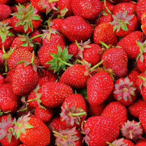 Strawberry 'Pinkie' - Ladybird Nursery