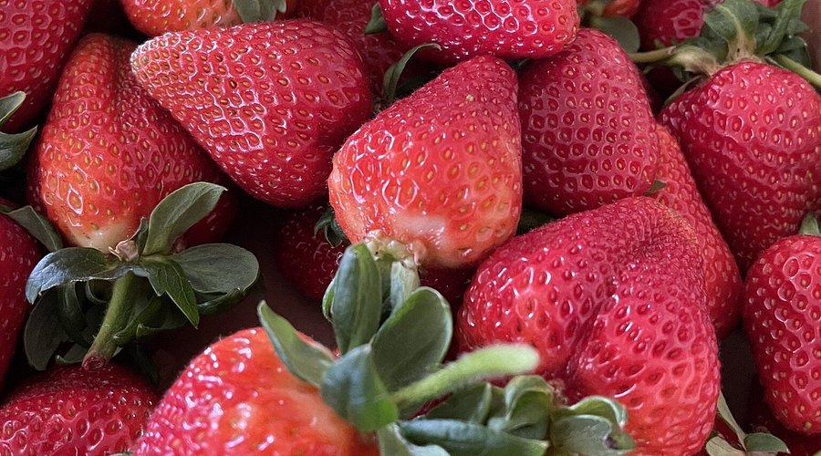 Strawberry 'Berrylicious' - Ladybird Nursery