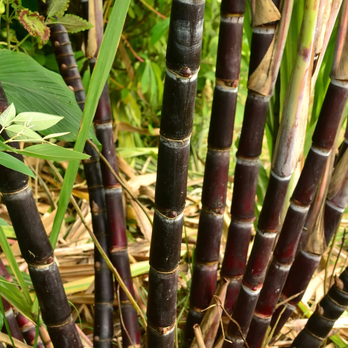 Black Sugarcane burgundy (QLD ONLY) - Ladybird Nursery