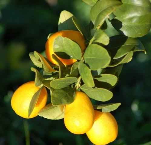 Sunrise Lime (QLD Only) - Ladybird Nursery