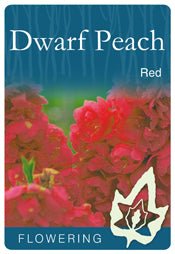 Super Dwarf Flowering Peach 'Red' - Ladybird Nursery