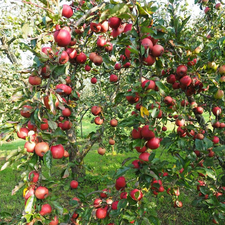 Super Dwarf Apple 'Gala' - Ladybird Nursery