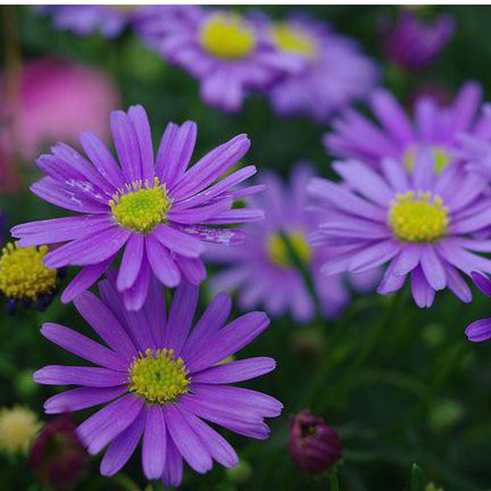 Swan River Daisy Mauve Delight (Brachyscome)