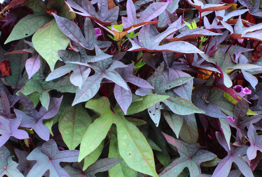 Sweet Potato 'Purple' - Ladybird Nursery