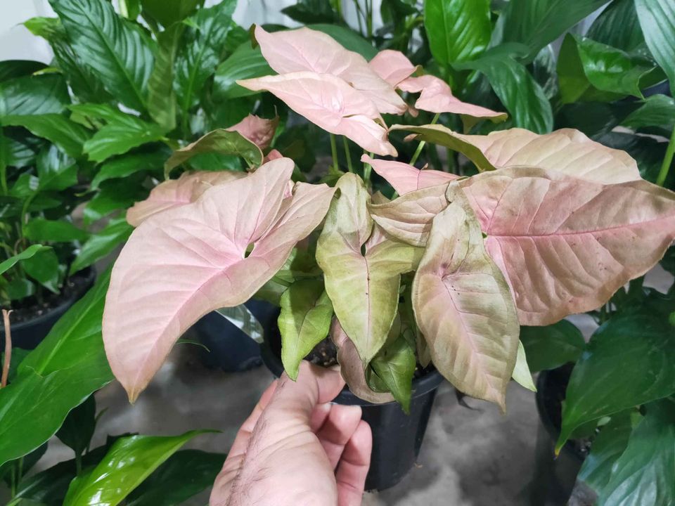Syngonium Pink - Ladybird Nursery