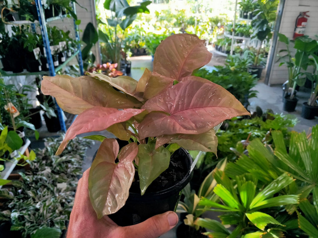 Syngonium Pink - Ladybird Nursery