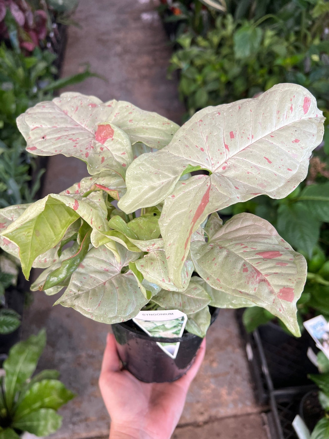 Syngonium 'Confetti' - Ladybird Nursery