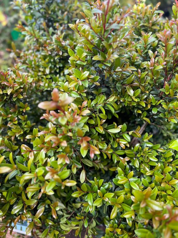 Lilly Pilly Straight and Narrow™ (Syzygium australe) - Ladybird Nursery