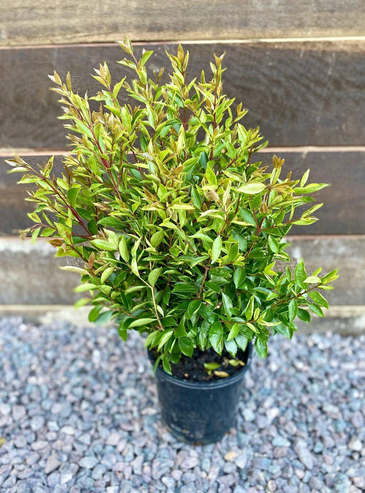 Lilly Pilly Baby Boomer (Syzygium australe)