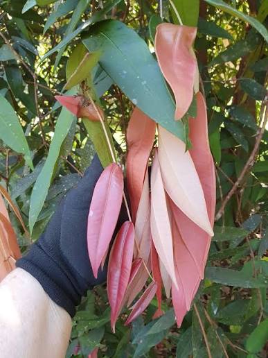 Johnstone River Satinash (Syzygium erythrocalyx) - Ladybird Nursery