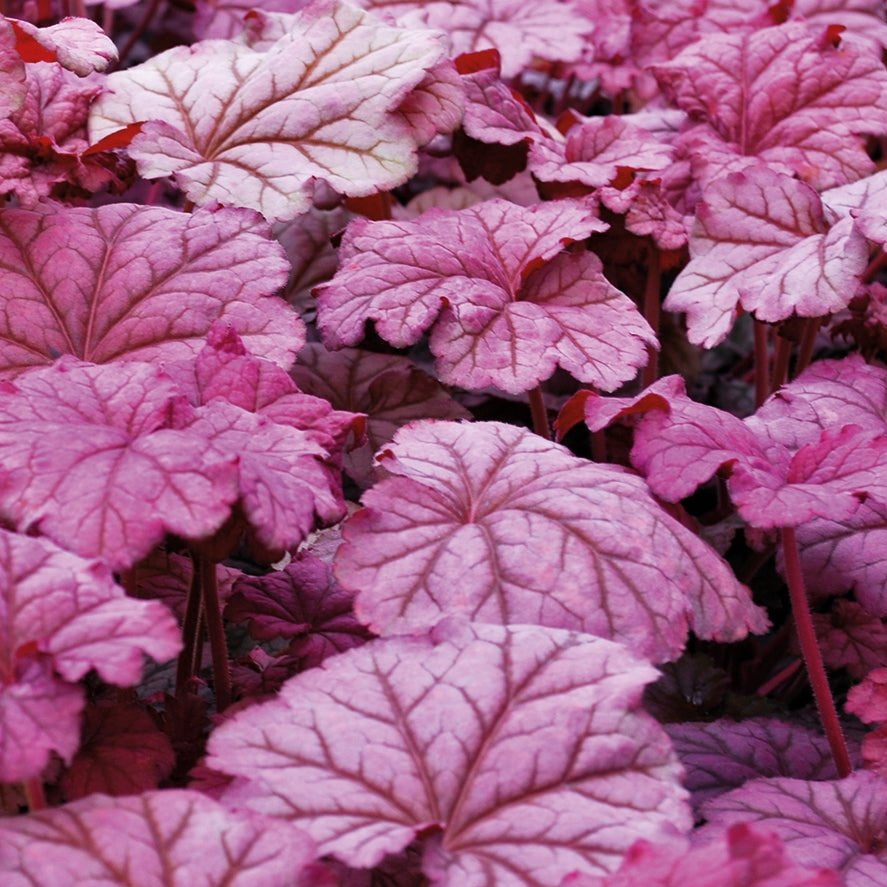 Heuchera 'Berry Smoothie' - Ladybird Nursery