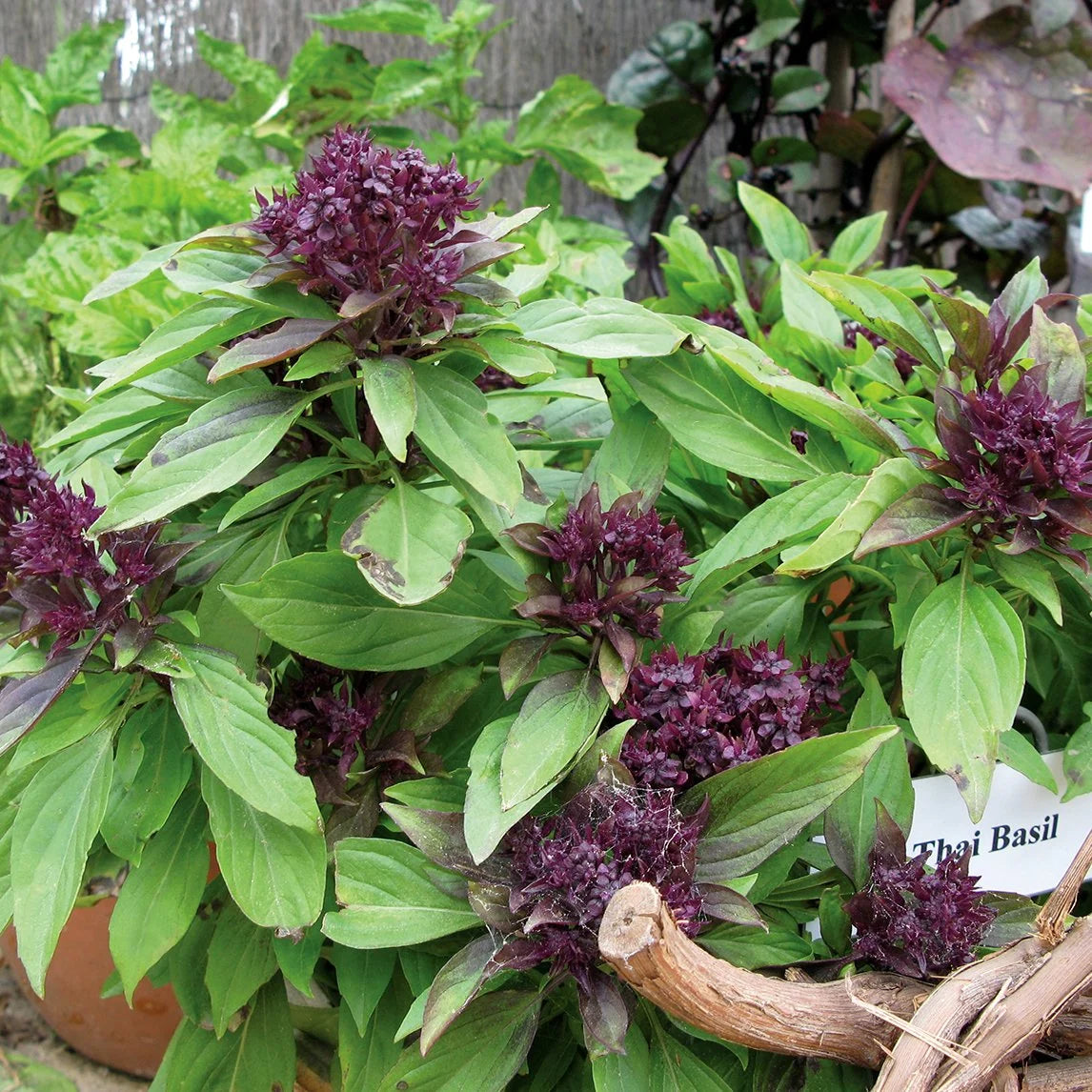 Basil 'Thai' (PICKUP ONLY)