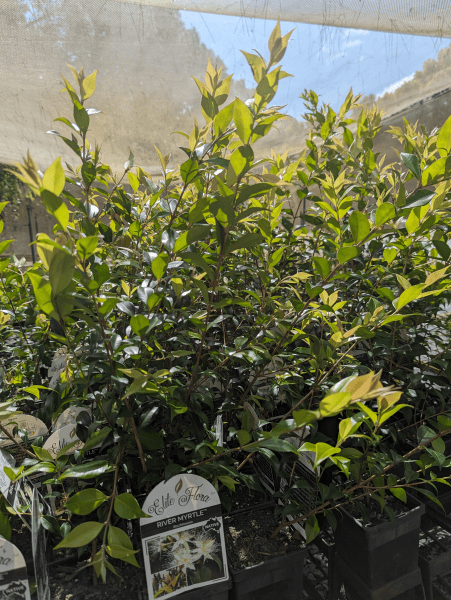 Tully River Myrtle (Backhousia enata) - Ladybird Nursery