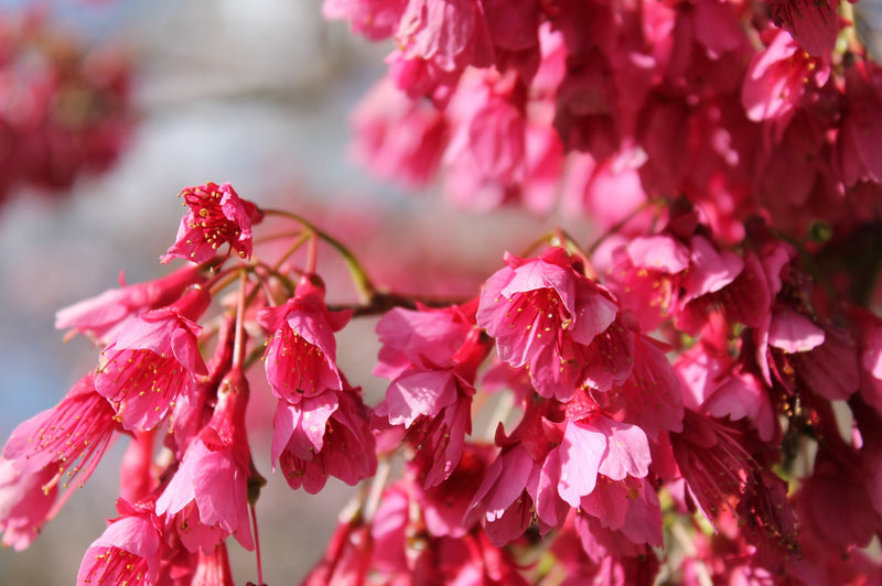 Flowering Cherry ‘Rubra’ (Prunus campanulata)