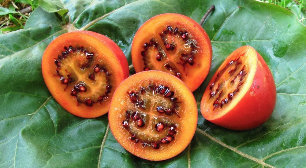 Tamarillo Red Grafted - Ladybird Nursery