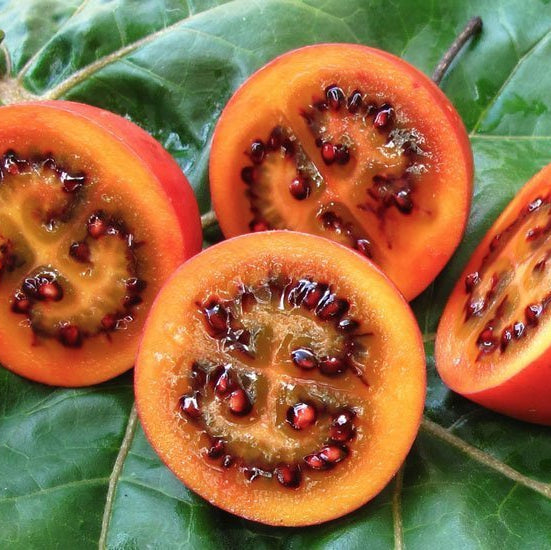 Tamarillo Red Grafted - Ladybird Nursery