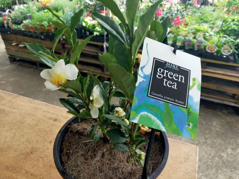 Tea Plant (Camellia sinensis 'Austea') - Ladybird Nursery