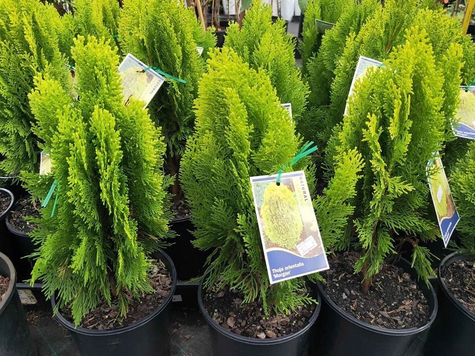 Thuja 'Morgan' Dwarf Conifer Plant – Buy Now! – Ladybird Nursery