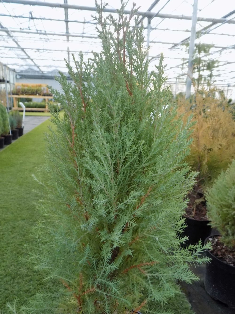 Arborvitae Rosedalis (Thuja orientalis) - Ladybird Nursery