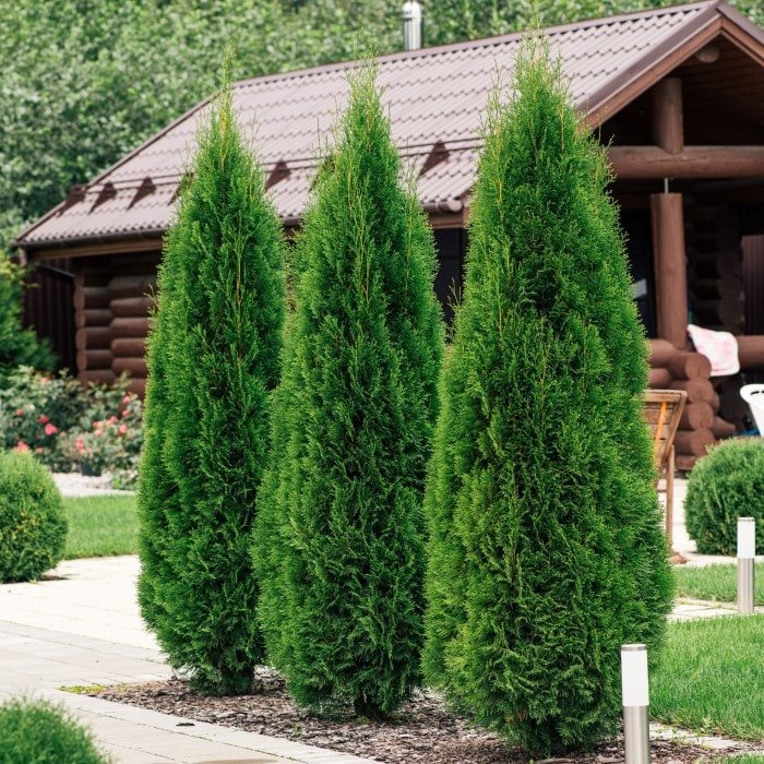 Thuja Smaragd - Ladybird Nursery