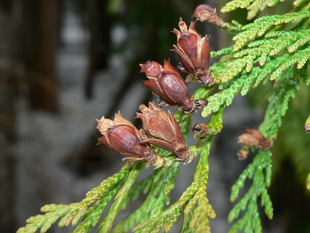 Western Red Cedar Hillerii (Thuja plicata) - Ladybird Nursery