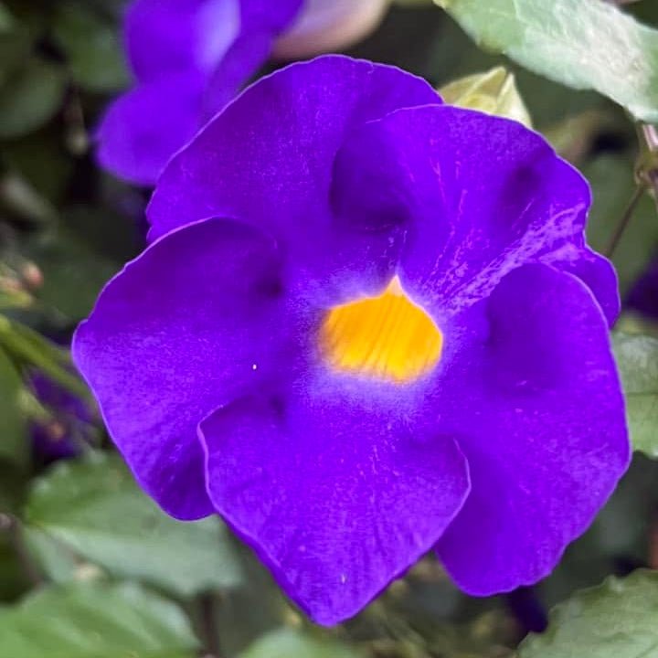 Thunbergia ‘True Blue’ (Thunbergia erecta Vogelii) - Ladybird Nursery