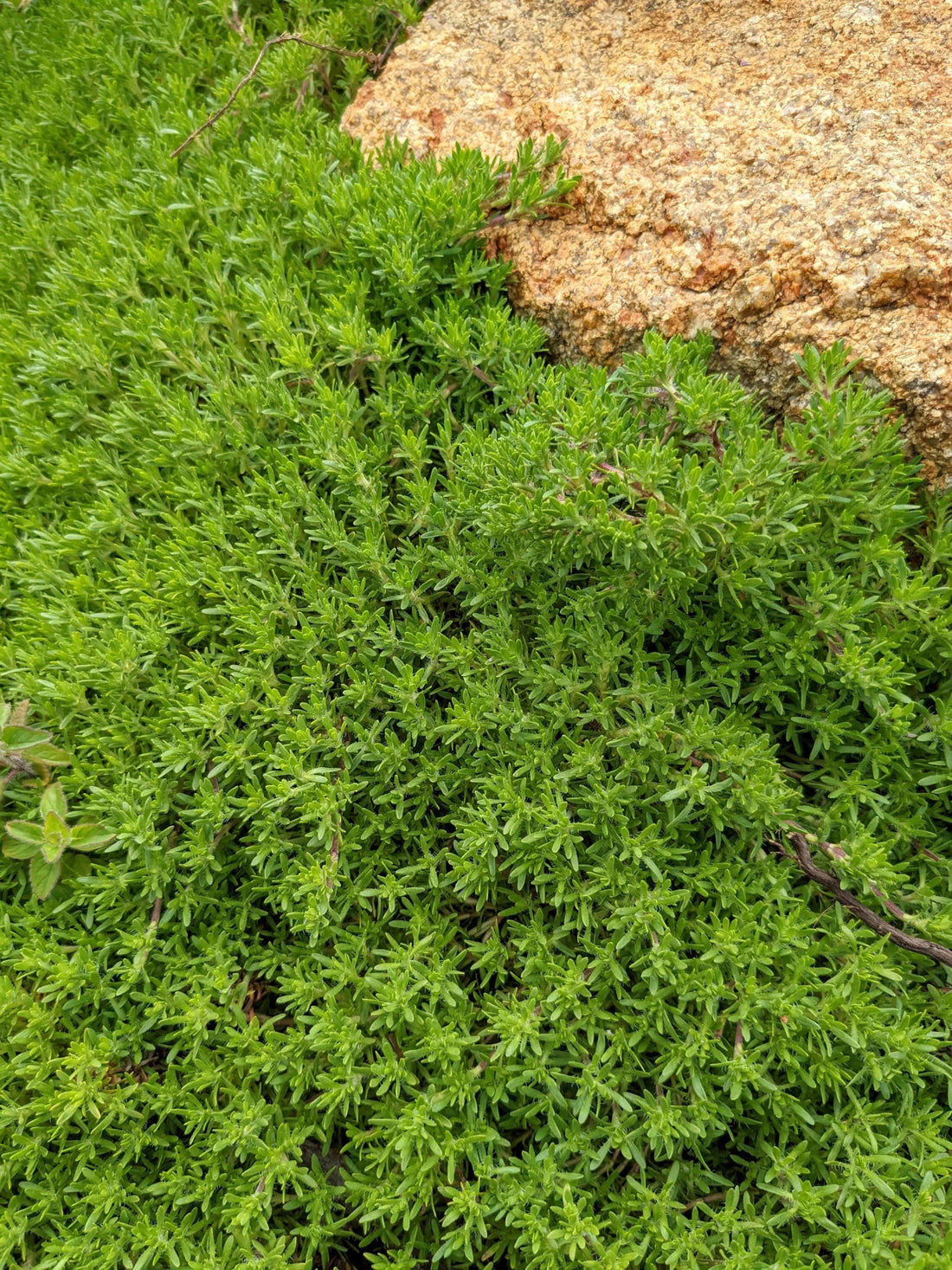 Thyme 'Creeping Orange Peel' - Ladybird Nursery