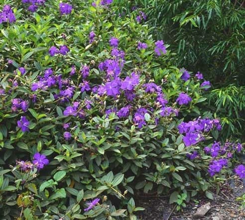 Tibouchina 'Jazzie' - Ladybird Nursery
