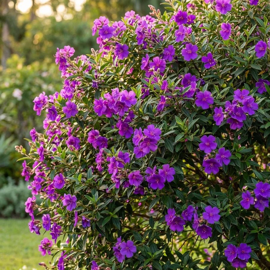 Tibouchina 'Alstonville' - Ladybird Nursery