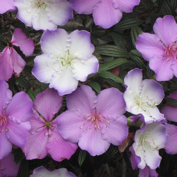 Tibouchina 'Illusion' - Large - Ladybird Nursery