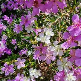 Tibouchina 'Lilac Time' - Large - Ladybird Nursery